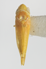 Habitus, dorsal view on Dikrella (Readionia) cedrelae (Oman, 1937): (Observation).