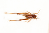 CollectionObject 1531297; 727f9087-bf3f-4eca-9c40-db81d8fce988: female, dorsal view (holotype). (CollectionObject).