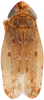 Habitus, dorsal view: !! display not done !! on Polyamia (Polyamia) weedi (Van Duzee, 1892): Habitus, dorsal view. (Observation).