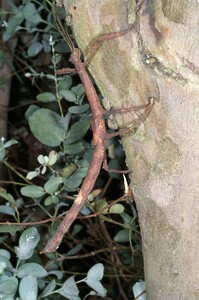 Pterinoxylus crassus