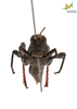 CollectionObject 1849351; 22df537f-02b1-4054-9e65-d4fe8568203c, Unioeste Cascavel K-0039A: Female. Frontal view. (CollectionObject).