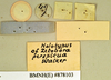 Lanxoblatta emarginata (Burmeister, 1838): Holotype, male, labels, reverse. BMNH(E)#878103. (Otu).