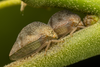 Live specimen on Cyrtolobus arcuatus (Emmons, 1855): (Observation).