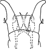 Subgenital plate, ventral view on Dikrella (Readionia) readionis (Lawson, 1930): Subgenital plates. (Observation).