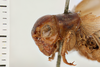 Gryllus (Gryllus) capitatus Saussure, 1874: Head and pronotum, lateral view. Syntype. Male. Chile. a74008e6-dae5-40a0-88c2-d7b3016acd8f. (Otu).