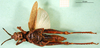 CollectionObject 1501495; c688050f-8c2a-48f4-8455-60c5f8907ec4: female, ventral view (holotype of Locheuma flavipennis). (CollectionObject).