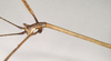 CollectionObject 1561383; NHMUK(SF IMPORT DUPLICATE) 844583, 77e2f5fb-faa5-47a6-9a69-41d9f9eff5d7: copyright Natural History Museum, London. male: head, lateral view (holotype). (CollectionObject).