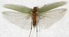 CollectionObject 1532123; NMW 7251, 6caafc8d-56bd-44ad-aed9-ee52b3bb9012: male, dorsal view (syntype). (CollectionObject).