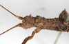 CollectionObject 1557776; db09e5e6-a031-42c2-8b75-5c488b61d0ea: copyright NMW. female: head & thorax, dorsal view (syntype). (CollectionObject).;CollectionObject 1557777; 022a4bd5-75b3-4878-9016-fc44d8d98d1b: copyright NMW. female: head & thorax, dorsal view (syntype). (CollectionObject).