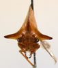 Hemicardiacus Plummer, 1945: _Hemicardiacus saundersi_, holotype. (Otu).