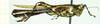 CollectionObject 1532930; db705cb0-20f5-449d-9e9e-670a58704607: male, lateral view (holotype). (CollectionObject).