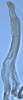 Stylus on Coccineasca ponderosa (DeLong & Davidson, 1935): (Observation).
