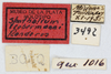 CollectionObject 1513119; 9203d50d-8515-4d5c-b150-544ce419ea18, MLP3492/1: labels (holotype). (CollectionObject).