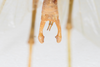 CollectionObject 1505875; f5f0bdb1-f77b-4cc5-8c36-d8d7c727e2a1: male, dorsal view (syntype). (CollectionObject).