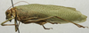 CollectionObject 1582529; 1a2b6839-ab98-4c14-81cd-21b02294dad4: female, lateral view (syntype). (CollectionObject).