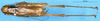 CollectionObject 1505026; e357b106-8961-488f-a5ef-9597c445b977: male, dorsal view (holotype). (CollectionObject).