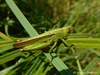 CollectionObject 1591172; 829e7598-0ff7-4601-a0ca-a4de73b6119f: BG: W Danubian Plane, near Vidin, male. (CollectionObject).
