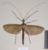 CollectionObject 1558679; 949218be-143d-41b8-a0d2-ecf7be6ac7c4: copyright Natural History Museum, London. female Phasma salpingus (holotype). (CollectionObject).