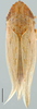 Dorydiella floridana, dorsal habitus (INHS). Depicts Habitus, dorsal view, an Observation.