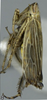 Habitus, lateral view: !! display not done !! on Paramesus major Haupt, 1927: Habitus, lateral view. (Observation).