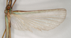 CollectionObject 1563706; 695e8e05-fbfe-44c1-bfcb-349333f54181: copyright Natural History Museum, London. (CollectionObject).