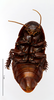 CollectionObject 1587513; MNHN(SF IMPORT DUPLICATE) MNHN-EP-EP793, c5cbc81b-fdb9-425a-bd91-92f4fb8a3f90: CC BY-NC-ND 4.0/MNHN - Depraetere Marion - 2014. Paratype, male, of kyebangensis Grandcolas, 2001. Specimen number: MNHN-EP-EP793. http://coldb.mnhn.fr/catalognumber/mnhn/ep/ep793. (CollectionObject).