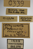 Other on Athysanella (Pedumella) recurvata (Osborn, 1930): Labels - immature. (Observation).