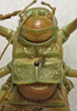 CollectionObject 1535210; 39ae5b37-f54f-4a6e-9ef5-258c15636ab3: male pronotum, dorsal view (syntype). (CollectionObject).