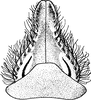 Subgenital plate: !! display not done !! on Paraphlepsius (Sabix) irroratus (Say, 1831): Subgenital plate. (Observation).