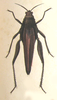 Descampsacris serrulata (Thunberg, 1824): Plate XXI, 2. female, dorsal view (previously Synonym Ommexecha cyanopterum). (Otu).
