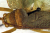 CollectionObject 1500441; cd479579-53af-46a4-b2bb-41f2d7035c70: pronotum dorsal (syntype of Mataeus longipennis). (CollectionObject).