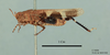 Hilethera hierichonica Uvarov, 1923: male, lateral view (holotype). (Otu).