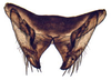 Subgenital plate: !! display not done !! on Allygidius Ribaut, 1948: Allygidius abbreviatus, subgenital plates and valve, ventrally (INHS). (Observation).