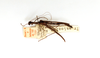CollectionObject 1562280; 069ec325-e74c-45af-9aac-9e6df783d439: copyright ETHZ, Zurich. male, dorsal view (syntype). (CollectionObject).;CollectionObject 1562281; 2e8ff5d6-4808-47a3-82c9-ab331979b478: copyright ETHZ, Zurich. male, dorsal view (syntype). (CollectionObject).