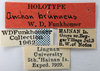 Other: !! display not done !! on Anchon brunneus Funkhouser, 1937: (Observation).