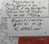 labels (holotype of Poecilimon greini). Depicts CollectionObject 1505908; 024587c5-ced4-463f-98f7-a18910712bb5, a CollectionObject.