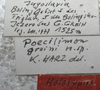 CollectionObject 1505908; 024587c5-ced4-463f-98f7-a18910712bb5: labels (holotype of Poecilimon greini). (CollectionObject).