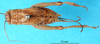CollectionObject 1580492; 78f4770d-7d0f-45e9-a7f6-efb3441b56ef: female, dorsal view (syntype of Gryllus mexicanus). (CollectionObject).