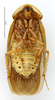 CollectionObject 1587278; MNHN(SF IMPORT DUPLICATE) MNHN-EP-EP1234, b117ea94-94ba-4e67-a56d-b2581e673c83: CC BY-NC-ND 4.0/MNHN - Depraetere Marion - 2014. Holotype, male, of ultima Grandcolas, 1993. Specimen number: MNHN-EP-EP1234. http://coldb.mnhn.fr/catalognumber/mnhn/ep/ep1234. (CollectionObject).
