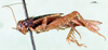 CollectionObject 1502076; f99729d5-ee3c-46b0-ab76-a4c96738e6bd: female, lateral view. (CollectionObject).