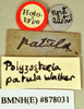 Megazosteria patula (Walker, 1868): Holotype, unsexed, labels. BMNH(E)#878031. (Otu).