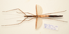 CollectionObject 1591065; df22d602-28b5-4fac-a207-4624a8efdb09: copyright ZRC Singapore. female, dorsal view (paratype). (CollectionObject).