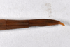 CollectionObject 1558078; 74e9ed51-31d7-4577-89c7-f57374ac2daf: copyright ZMHB, Berlin. female: end of thorax, lateral view (holotype). (CollectionObject).