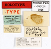 Blattella lobiventris (Saussure, 1895): CC BY-NC-ND 4.0/MNHN - Depraetere Marion - 2014. Type, male, of stylifera Chopard, 1938. Specimen number: MNHN-EP-EP1826. http://coldb.mnhn.fr/catalognumber/mnhn/ep/ep1826. (Otu).