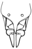 Arminda lancerottensis Holzapfel, 1972: Fig. 4 F. female abdomen tip, ventral view. (Otu).