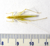 Oecanthus pallidus Zefa, 2012: female, dorsal view. (Otu).