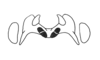 Aptoceras punctipes Descamps, 1981: Fig. 61. epiphallus. (Otu).