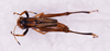 CollectionObject 1590328; caace201-8fec-4e6d-808d-6dd99f3c2105: female, body dorsal view (not a type). (CollectionObject).