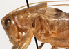 CollectionObject 1527244; 145202c4-05b6-42d1-a4c3-15c7a52d3243: male pronotum, lateral view (paratype). (CollectionObject).