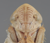 Head on Athysanella (Athysanella) salsa Ball & Beamer, 1940: Head. Paratype. (Observation).